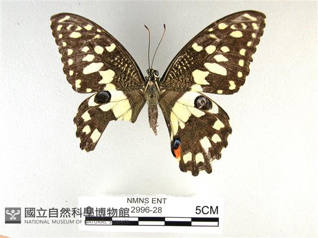 花鳳蝶、無尾鳳蝶藏品圖，第1張