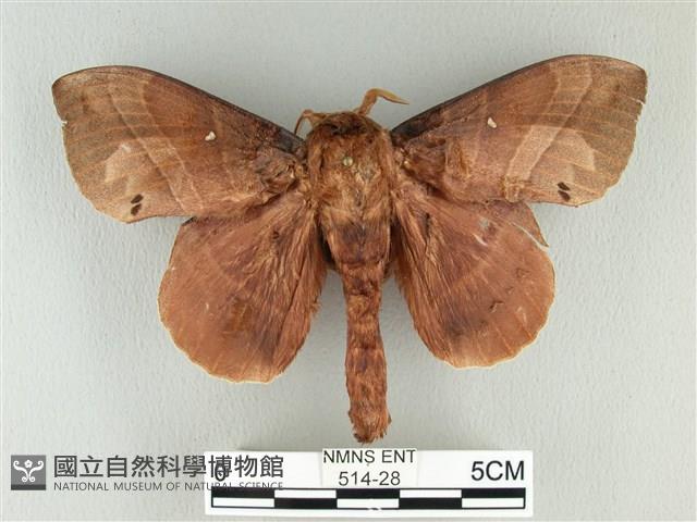 松大毛蟲藏品圖，第1張