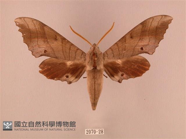 栗六點天蛾藏品圖，第1張