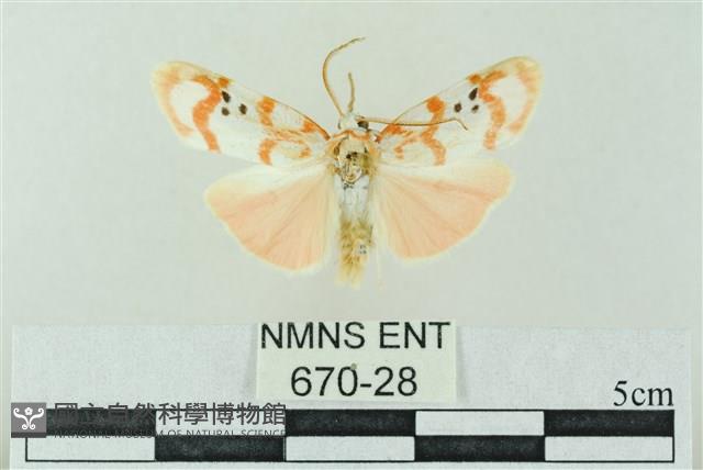 臺雪苔蛾藏品圖，第1張