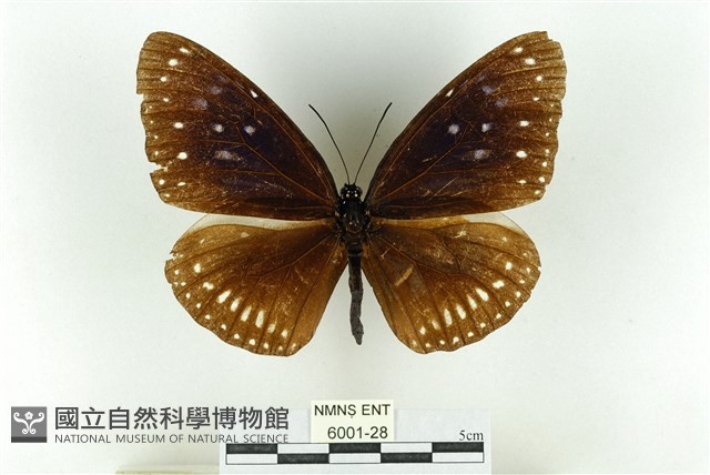 藍點紫斑蝶藏品圖，第1張