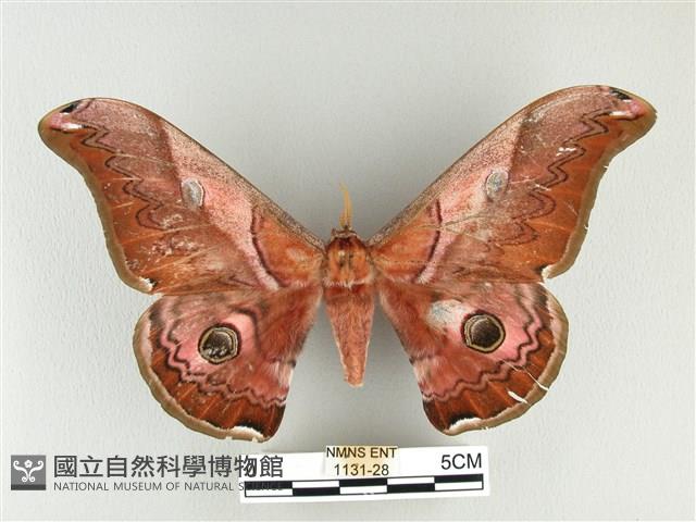 雙黑目天蠶蛾藏品圖，第1張