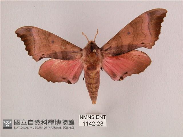 桃紅六點天蛾藏品圖，第1張