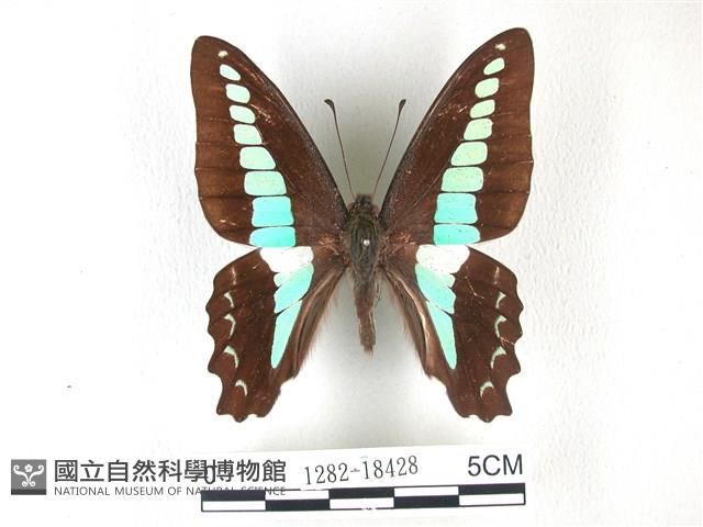 青帶鳳蝶藏品圖，第1張