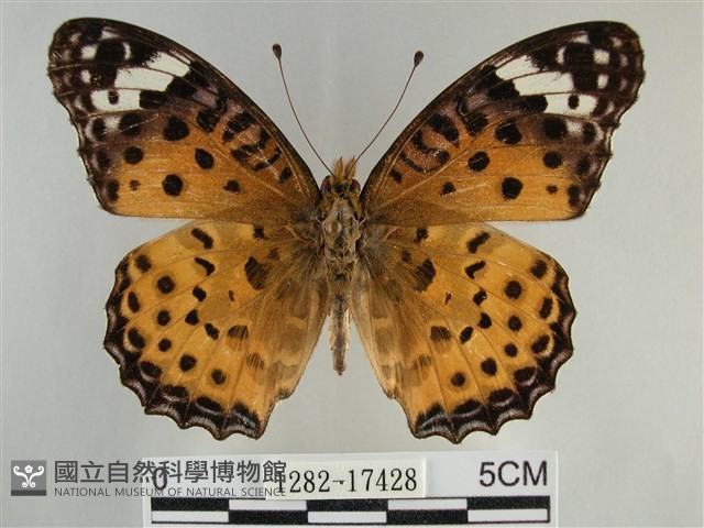 斐豹蛺蝶藏品圖，第1張