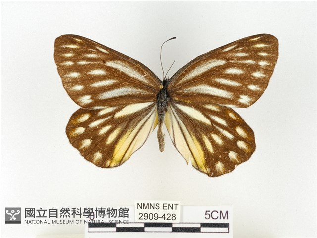 條斑豔粉蝶藏品圖，第1張