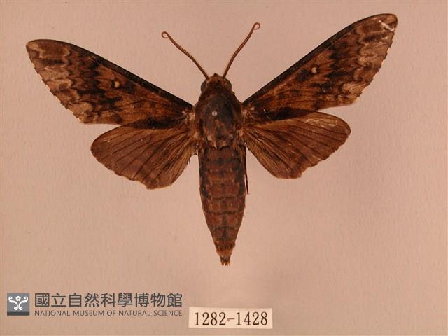 白星天蛾藏品圖，第1張