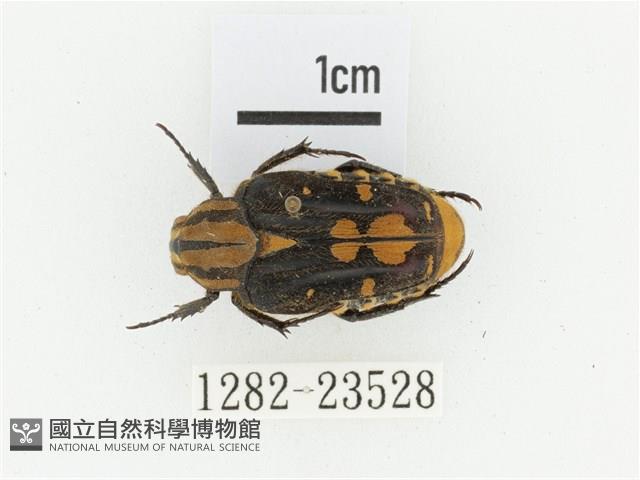 黃斑陷紋金龜藏品圖，第1張