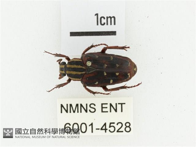 巴蘭陷紋金龜藏品圖，第1張