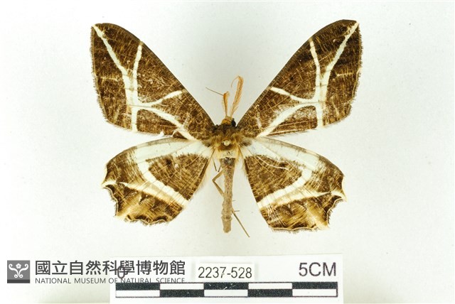 樹形尺蛾藏品圖，第1張