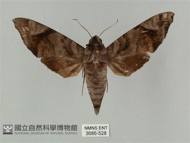 半緣缺角天蛾藏品圖，第1張