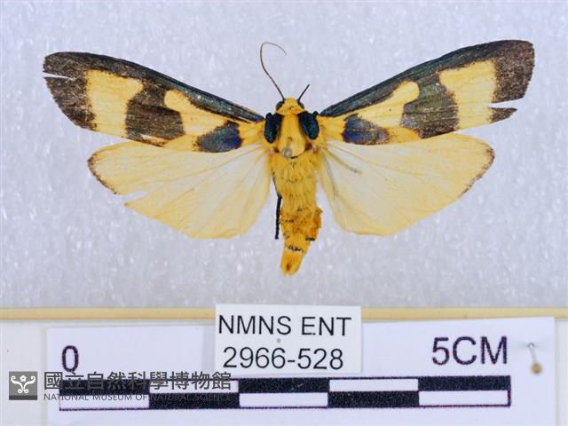 閃光苔蛾藏品圖，第1張