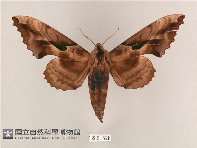 盾天蛾藏品圖，第1張