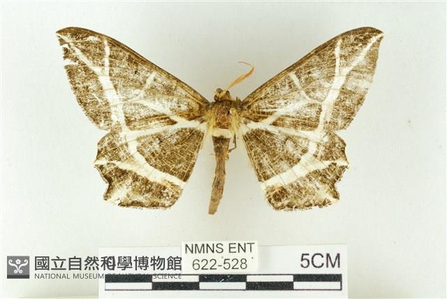 樹形尺蛾藏品圖，第1張