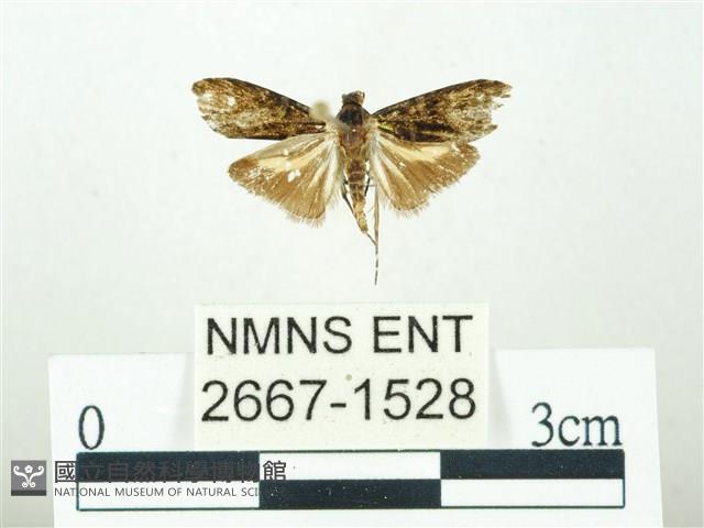 叉紋閃舞蛾藏品圖，第1張