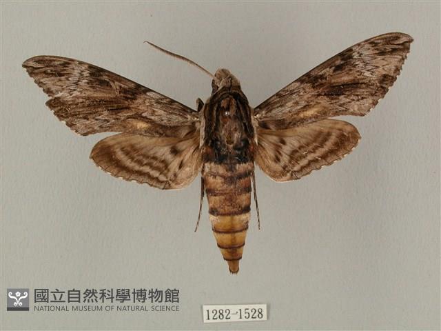 蝦殼天蛾藏品圖，第1張