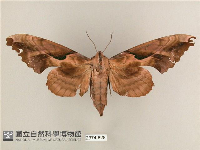 盾天蛾藏品圖，第1張