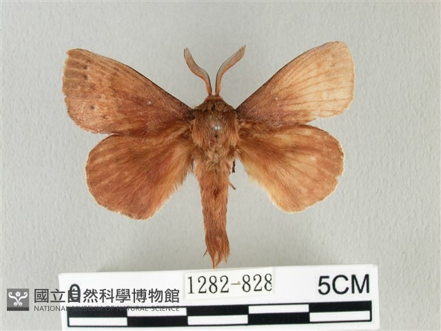 馬尾松枯葉蛾藏品圖，第1張
