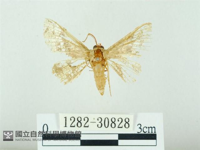 琉球雲紋網蛾藏品圖，第1張