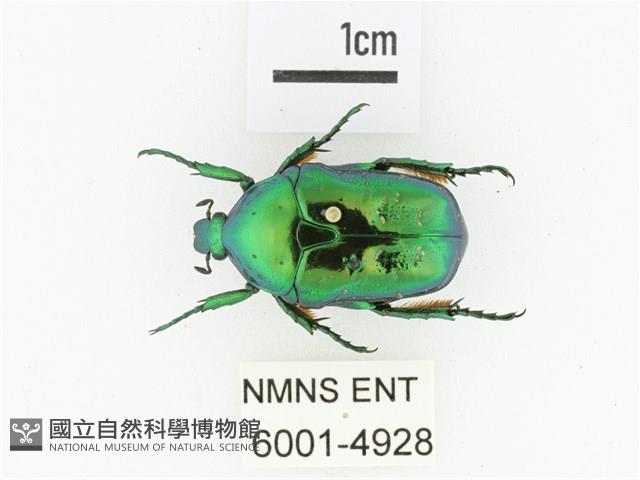 藍艷白點花金龜藏品圖，第1張