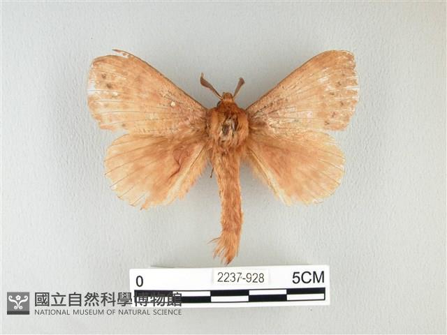 波紋枯葉蛾藏品圖，第1張