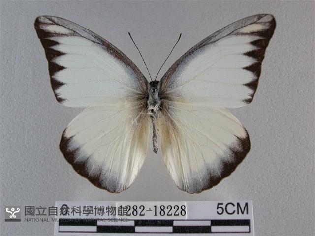 異色尖粉蝶藏品圖，第1張