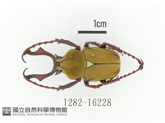 臺灣角金龜藏品圖，第1張