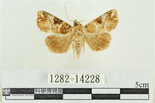 紅暈散紋夜蛾藏品圖，第1張