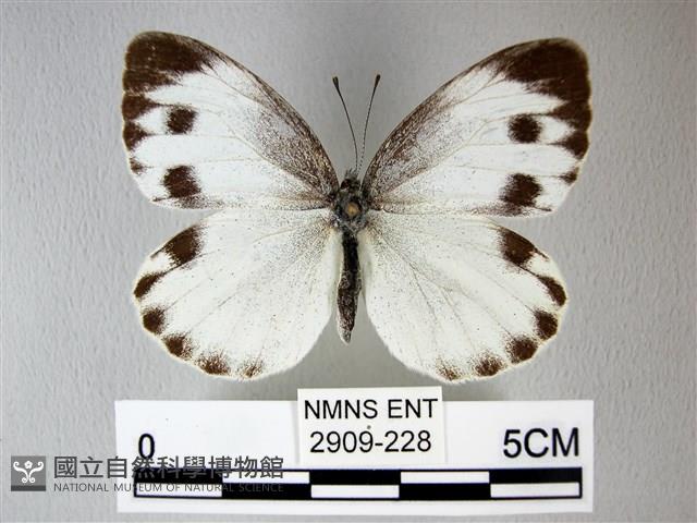 緣點白粉蝶藏品圖，第1張