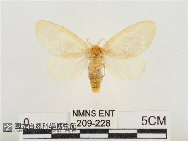 榕透翅毒蛾藏品圖，第1張