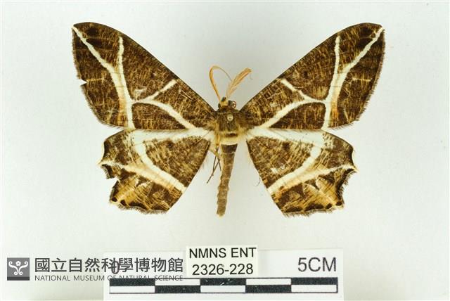 樹形尺蛾藏品圖，第1張