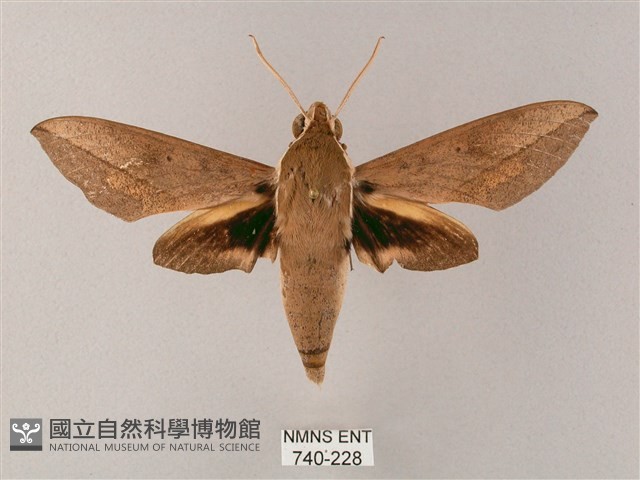 藏斜紋天蛾藏品圖，第1張