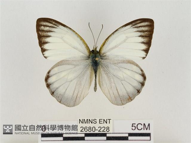 淡褐脈粉蝶藏品圖，第1張