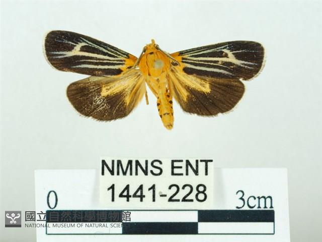 黃肩奇蛾藏品圖，第1張