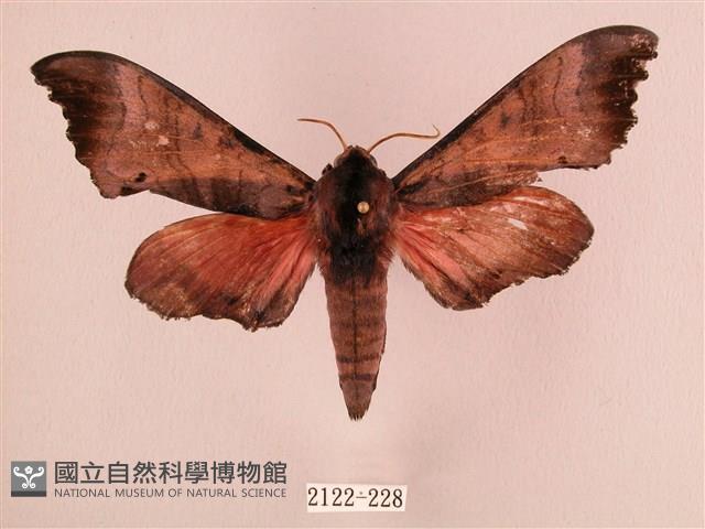 桃紅六點天蛾藏品圖，第1張