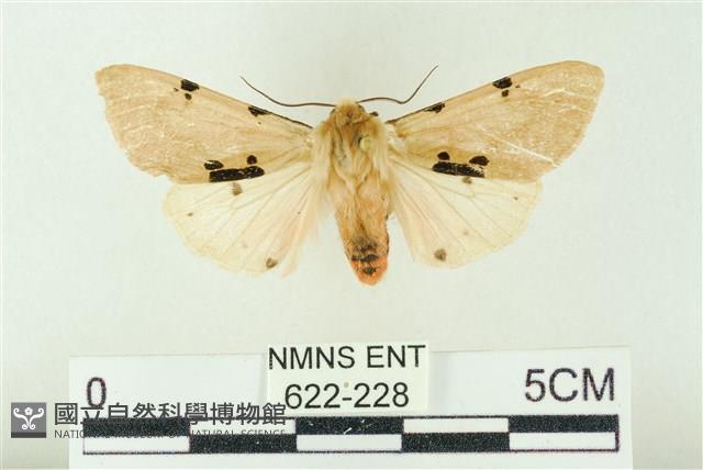 棍棒污燈蛾藏品圖，第1張