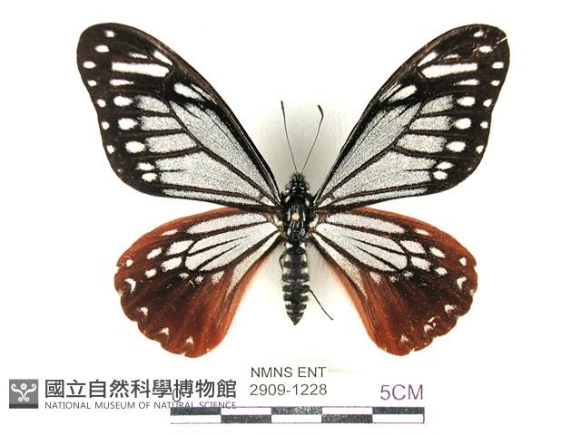斑鳳蝶藏品圖，第1張