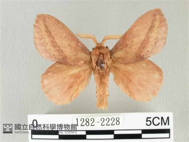 淡紋斜帶枯葉蛾藏品圖，第1張