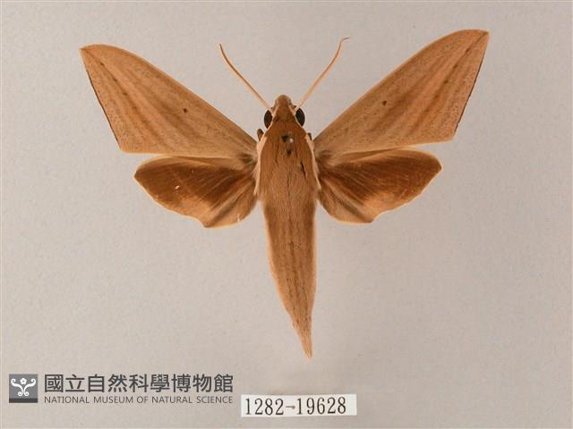 直翅斜紋天蛾藏品圖，第1張