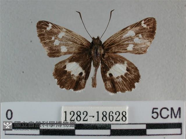 玉帶弄蝶藏品圖，第1張