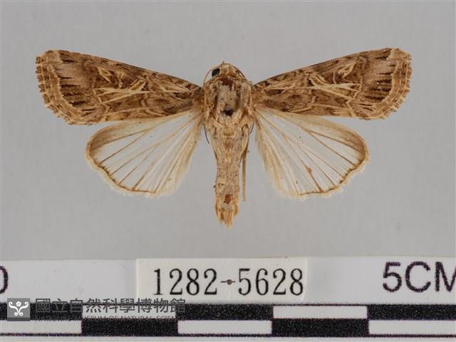 斜紋夜盜蛾藏品圖，第1張