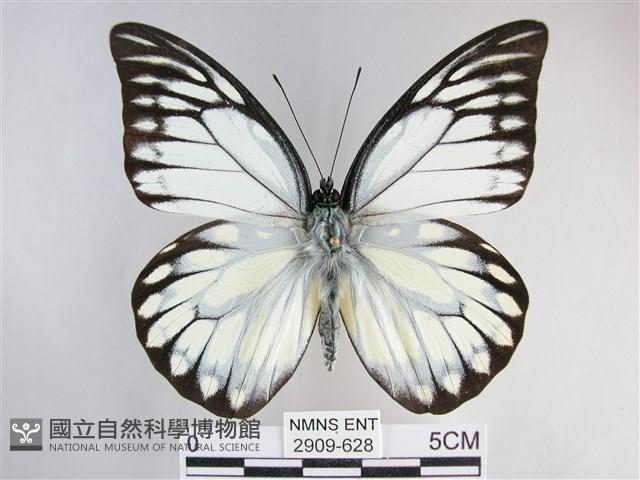 鋸粉蝶藏品圖，第1張