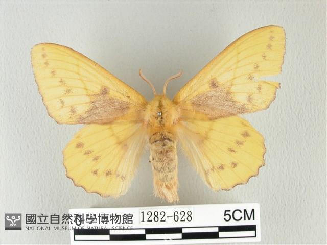 青枯葉蛾藏品圖，第1張