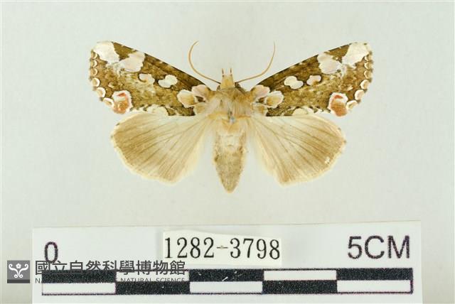 連珠波紋蛾藏品圖，第1張