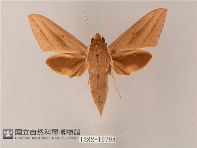 直翅斜紋天蛾藏品圖，第1張