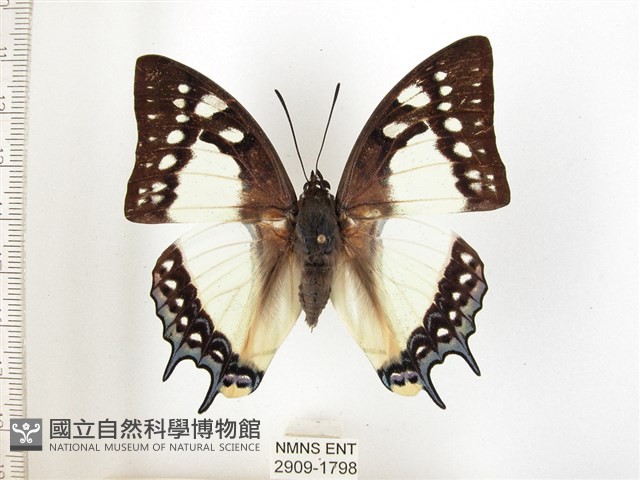 雙尾蛺蝶藏品圖，第1張
