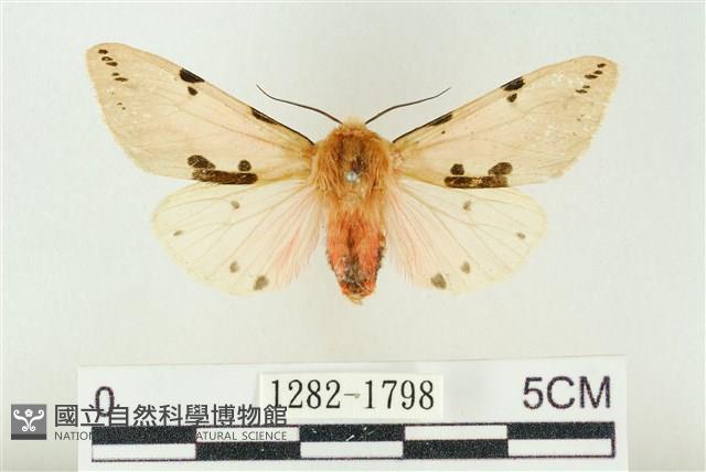 棍棒污燈蛾藏品圖，第1張