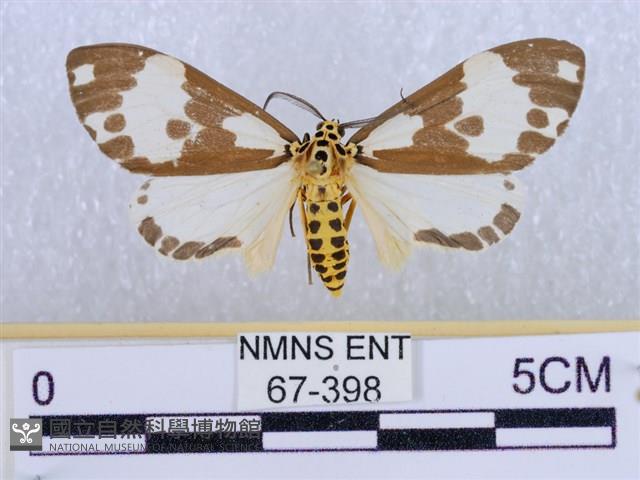 後凸蝶燈蛾藏品圖，第1張