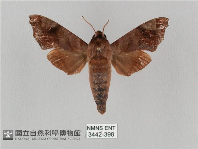 姬缺角天蛾藏品圖，第1張