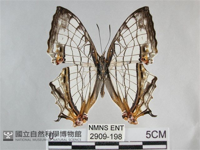 網絲蛺蝶、石牆蝶藏品圖，第1張